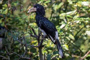 Piping Hornbill (Ceratogymna fistulator fistulator) sitting on a branch in green bushes.