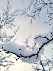 Snow on the tree branches close up on the sky background. Copy space. 