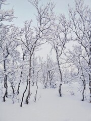 Winter landscape with snow-covered trees. A lot of snow. Khibiny, Kirovsk, Kola Peninsula, Murmansk region. 