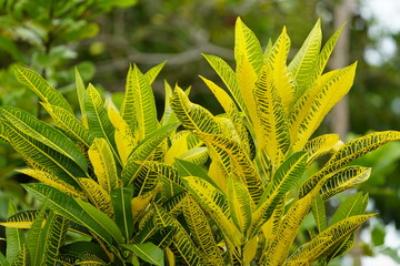 
Codiaeum variegatum (fire croton, garden croton, or variegated croton; syn. Croton variegatum L.)...
