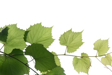 A grape leaves with branches on white isolated background for green foliage backdrop 