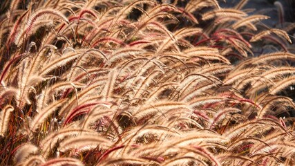 In Selective focus sweet purple wild grass flower blossom in a field, a silhouette shot