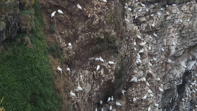 Baby gannets in a cliff hollow at Troup Head Nature Reserve