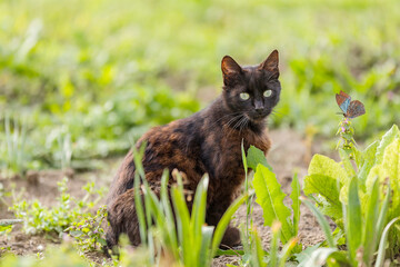 Obraz premium beautiful black pregnant cat in the yard. Black kitten on the background of a country yard.