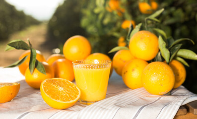 still life of juicy oranges and juice on table in orange garden