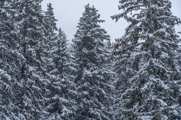 Snow-covered trees in winter forest in snowfall. Winter landscape.