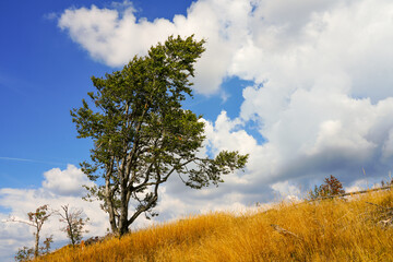 Obraz premium Landscape with a single tree with a cloudy sky in the background and withered yellow grass in the foreground. 