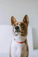 Basenji dog portrait at home