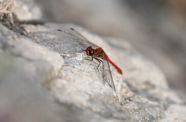 Ruddy darter sits on rocky ground. Sympetrum sanguineum.
