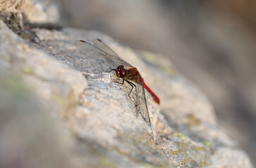 Ruddy darter sits on rocky ground. Sympetrum sanguineum.
