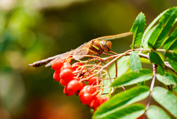 Brown hawker sits on the red berries of the mountain ash. Insect close-up in natural environment. Aeshna grandis. Dragonfly.
