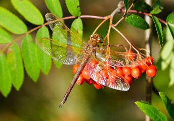 Brown hawker sits on the red berries of the mountain ash. Insect close-up in natural environment....