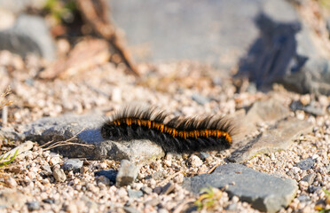 Fox moth caterpillar. Insect close-up. Macrothylacia rubi.
