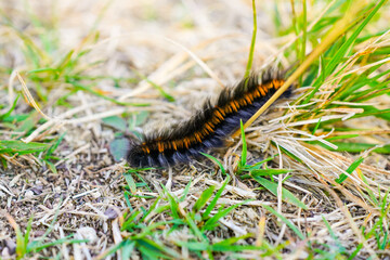 Fox moth caterpillar. Insect close-up. Macrothylacia rubi.
