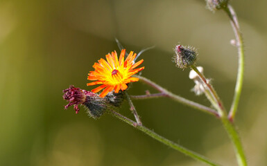 Flower of the orange-red hawkweed. Plant closeup. Hieracium.
