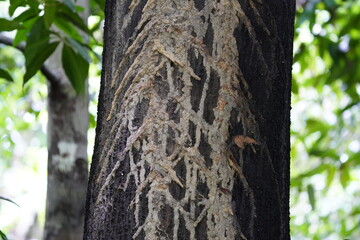 Termites (Isoptera),  begin building a nest on a tree in the Amazon rainforest. Location: Near Lake Mamori, Amazonas, Brazil.