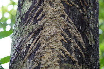 Termites (Isoptera),  begin building a nest on a tree in the Amazon rainforest. Location: Near Lake Mamori, Amazonas, Brazil.