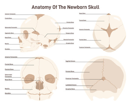 Anatomy of a newborn skull. Fetal skull front back and top view showing