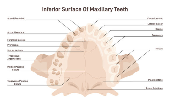 Maxillary anatomy. Inferior surface of upper jaw skeletal structure