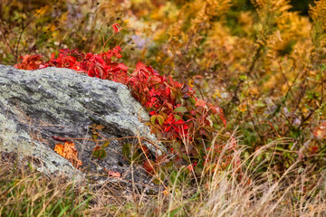 Autumn drive along the Blue Ridge Parkway in North Carolina