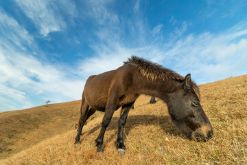 Fototapeta premium 馬