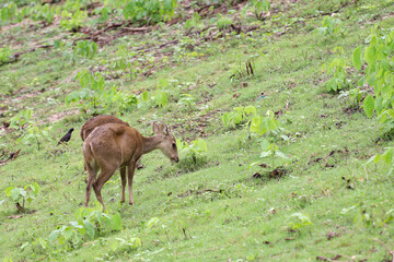 The baby female deer in garden