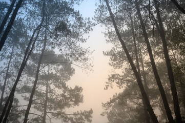 Fototapeta na wymiar sunrise in the forest 