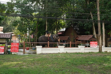 A large Thai wild elephant is standing on the ground looking for food to eat. Thailand 29-11-2022
