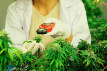 Scientist is measuring light by light meter on gratifying cannabis plants and buds in a medicinal...