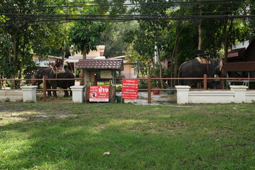 A large Thai wild elephant is standing on the ground looking for food to eat. Thailand 29-11-2022