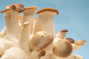 Cluster of Italian oyster mushrooms forming caps
