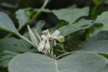 spider on a flower