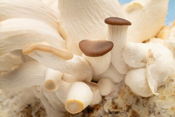 Fototapeta na wymiar Closeup of Italian oyster mushrooms in substrate