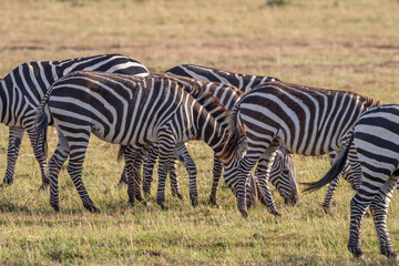 Fototapeta na wymiar Herd of Zebras grazing on the African savannah