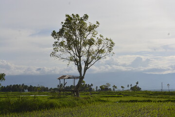 tree in the field
