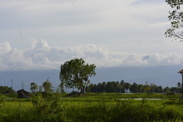 morning in the forest