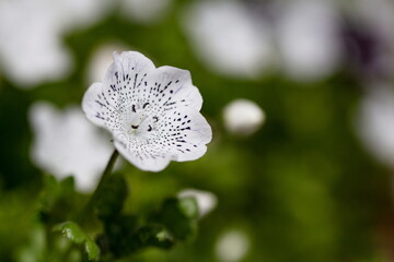 白いゴマ斑ネモフィラ