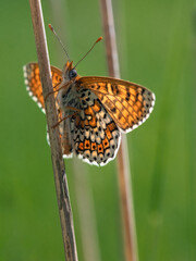 Motyl na trawce na wiosennej łące
