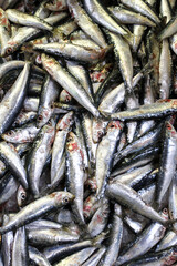 Fototapeta premium close up of freshly caught fresh sardines sold at the fish market - Background, texture, concept of healthy fish and rich in omega 3