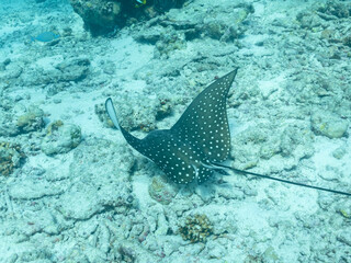 Naklejka premium Whitespotted eagle ray or Aetobatus narinari in the depths of the Indian ocean, Maldives, travel concept