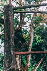 Chimp sitting on the tree