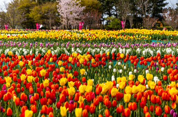 field of tulips
