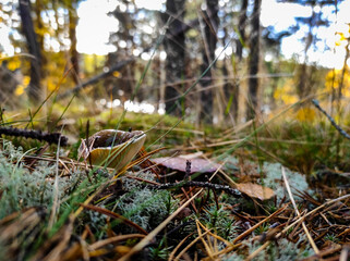Reserve Lodzhodsie Skerries in Karelia. High quality photo
