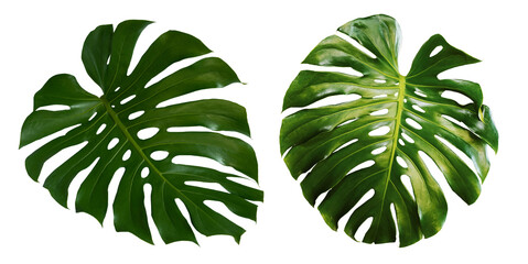 Monstera leaves leaves with Isolate Leaves on transparent background PNG file © eakarat
