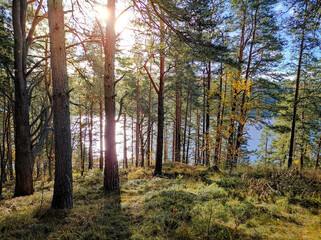 Fototapeta premium Reserve Lodzhodsie Skerries in Karelia. High quality photo