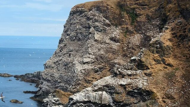 Sea cliff is cover with gannets at Troup Head Nature Reserve