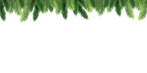 fir leaves with white background