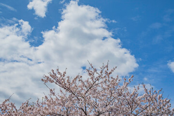 青空と桜