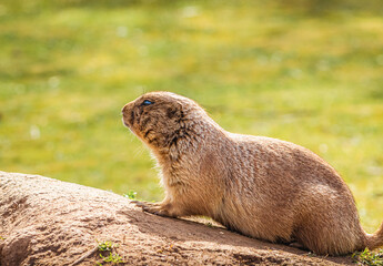 Cão da pradaria descansando num dia de sol.