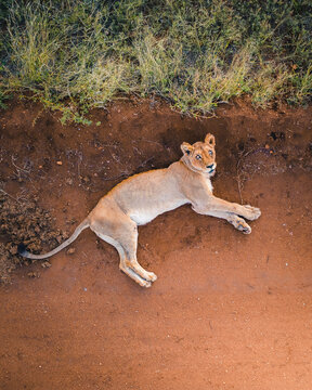 Aerial View of lions at Balule Nature Reserve, Maruleng NU, Limpopo, South Africa.